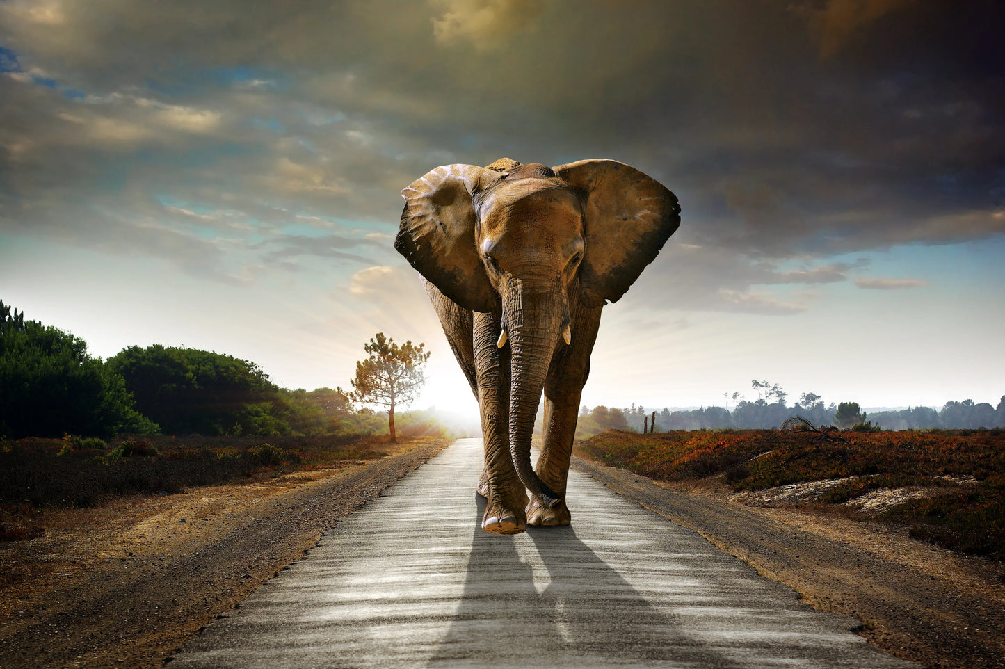 Animales de Poder : Elefante