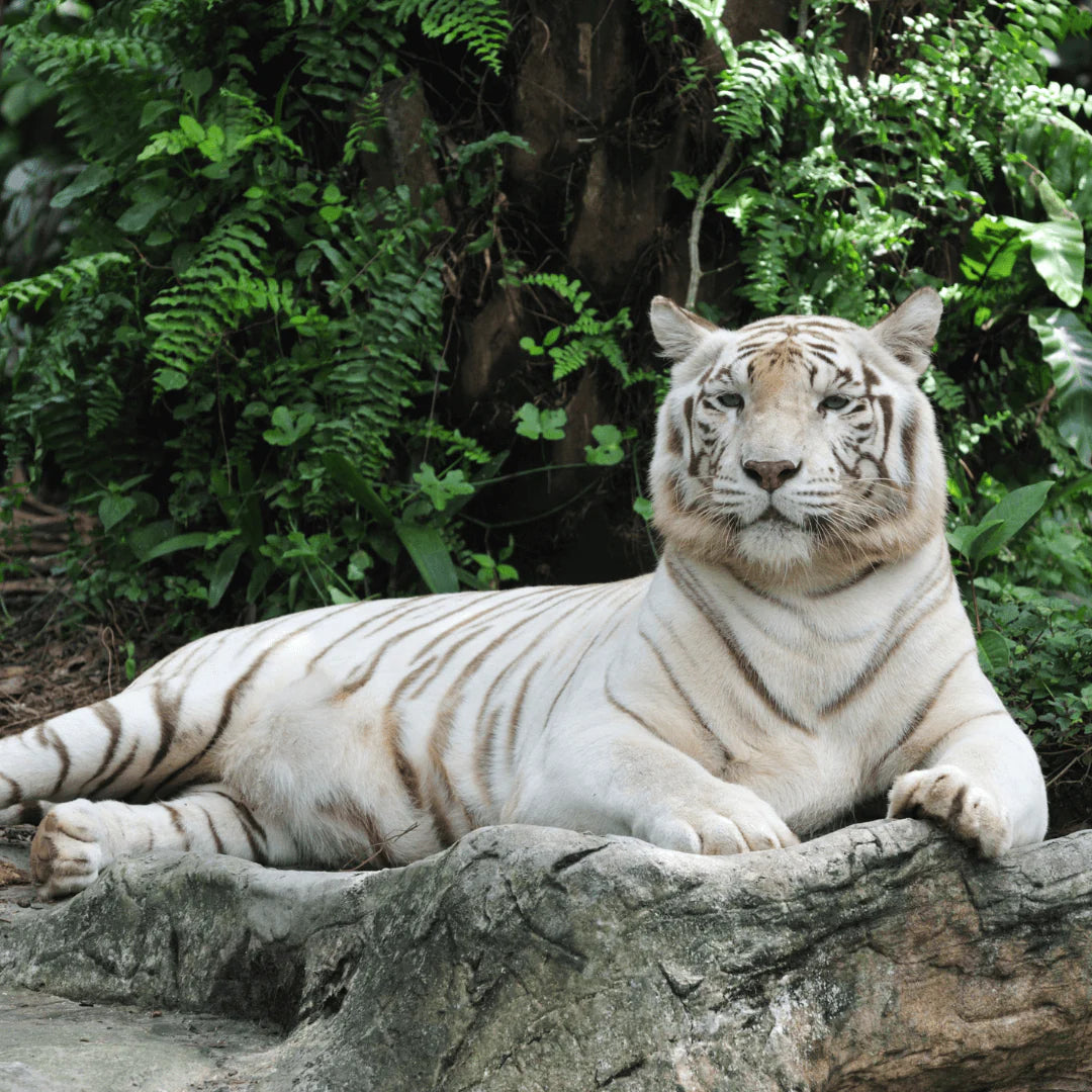 Animales de Poder : Tigre